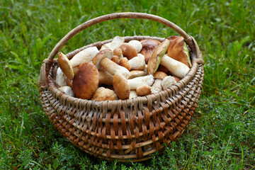 Boletus Edulis mushroom on green grass