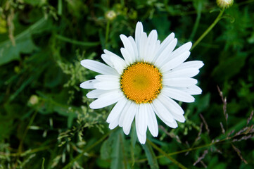 Obraz premium SONY DSC