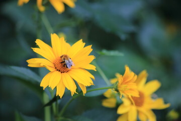 Yellow garden flowers on a green background. Bumblebee on a yellow flower. High quality photo