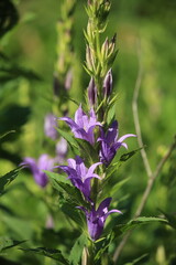 A floral background of blooming large garden bells in purple color.High quality photo