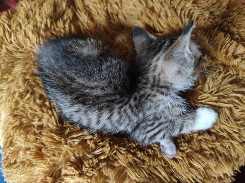 In Bogor Indonesia there is a kitten fast asleep on a brown mat on September 13, 2021
