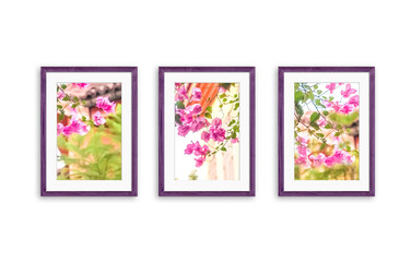 Three colorful frames set with beautiful pink flowers photography on white  background. Floral motif wallpaper