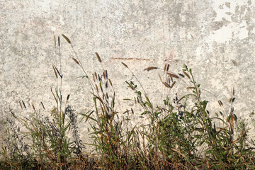 Plants on the background of a concrete wall in the rays of the sun, summer, autumn, background 