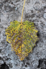 Autumn spotted poplar leaf on stone 