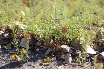 Autumn plants in the rays of the sun, dry fallen leaves on the ground, blurred background 