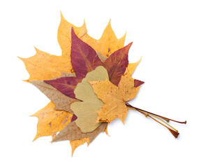 Autumn Leaves Isolated Over White Background