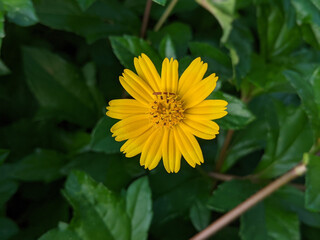 Closeup of Sphagneticola trilobata, also known as Bay Biscayne creeping-oxeye, Singapore daisy.