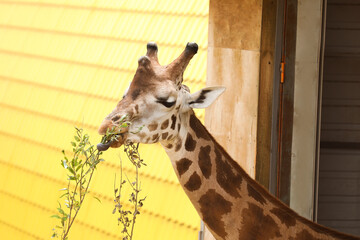 Beautiful Rothschild's giraffe in zoo. Exotic animal