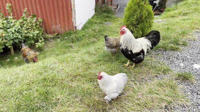 From the chicken farm, free-range chickens,Northern Norway,scandinavia,Europe	