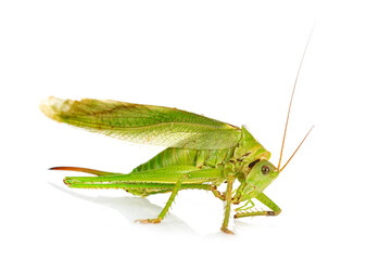 Tettigonia viridissima in studio