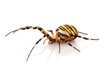 Argiope bruennichi in studio