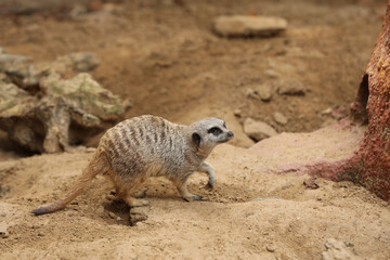 Fototapeta premium Cute meerkat in zoo enclosure. Exotic animal