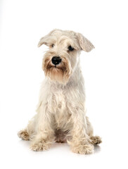 miniature schnauzer in studio