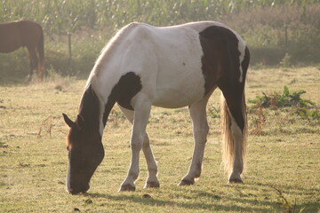 Naklejka premium France , Montivilliers , randonnée , GR21 , Normandie 