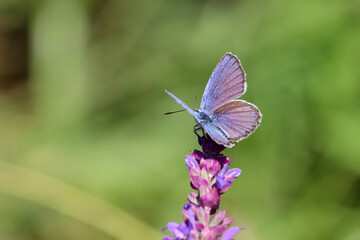 Common blue butterfly on sage flower close up. Polyommatus icarus on green meadow