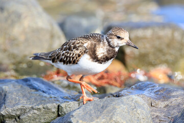 Ruddy Turnstone from Siberia to Hachinohe, Japan