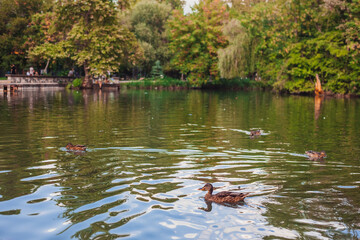 ducks on the city lake