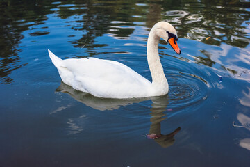 swan on the lake in the city park