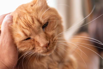 猫を触る　茶トラ猫