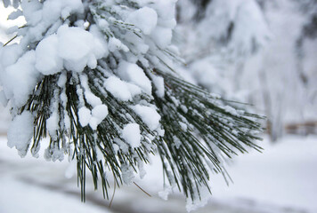 Pine snow-covered branch in a snowy forest