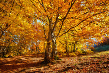 Sun rays through autumn trees. Natural autumn landscape in the forest. Autumn forest and sun as a background. Autumn image