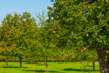Apple trees in an orchard in a green grassy meadow in bright sunlight in summer, Voeren, Limburg, Belgium, September, 2021
