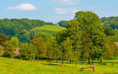 Fototapeta na wymiar Apple trees in an orchard in a green grassy meadow in bright sunlight in summer, Voeren, Limburg, Belgium, September, 2021