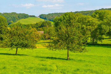 Apple trees in an orchard in a green grassy meadow in bright sunlight in summer, Voeren, Limburg, Belgium, September, 2021