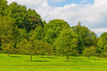 Apple trees in an orchard in a green grassy meadow in bright sunlight in summer, Voeren, Limburg, Belgium, September, 2021