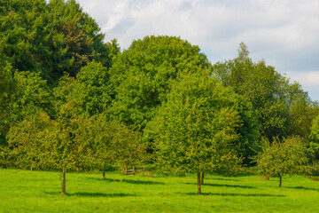 Apple trees in an orchard in a green grassy meadow in bright sunlight in summer, Voeren, Limburg, Belgium, September, 2021