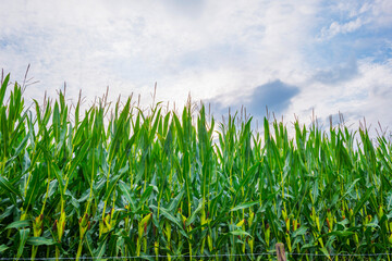 Corn growing in a green hilly landscape under a blue sky in sunlight in summer, Voeren, Limburg, Belgium, September, 2021