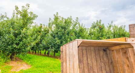 Apple trees in an orchard in a green grassy meadow in bright sunlight in summer, Voeren, Limburg, Belgium, September, 2021