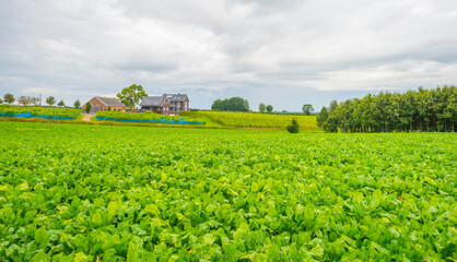 Fototapeta na wymiar Vegetables in an agricultural field on a hill in bright sunlight in a blue sky in summer, Voeren, Limburg, Belgium, September, 2021