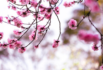 Cherry blossom blooming in spring.