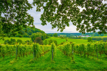 Vines growing in a vineyard in a green grassy meadow on a hill in bright sunlight in summer, Voeren, Limburg, Belgium, September, 2021