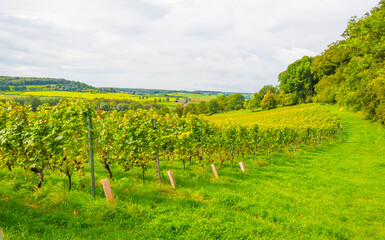 Fototapeta na wymiar Vines growing in a vineyard in a green grassy meadow on a hill in bright sunlight in summer, Voeren, Limburg, Belgium, September, 2021