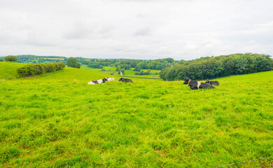 Cows in a green hilly meadow under a blue sky in sunlight in summer, Voeren, Limburg, Belgium, September, 2021