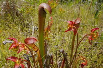 Hooded pitcher plant (Sarracenia minor var. okefenokeensis) with flower stalks, Georgia, USA