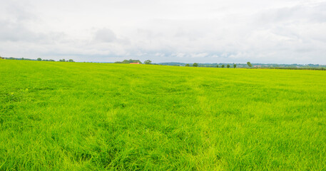 Obraz premium Fields and trees in a green hilly grassy landscape under a blue sky in sunlight in summer, Voeren, Limburg, Belgium, September, 2021