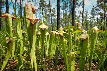 Large stand of Sarracenia minor, the hooded pitcher plant, in forest habitat, Georgia, USA