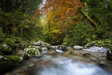 stream in the forest with autumn colors