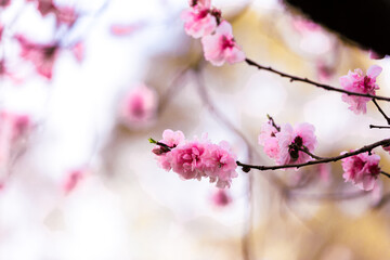 Cherry blossom blooming in spring.