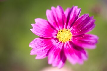 Obraz premium 華やかな花