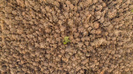 The green tree that remains in the center of the dead larch