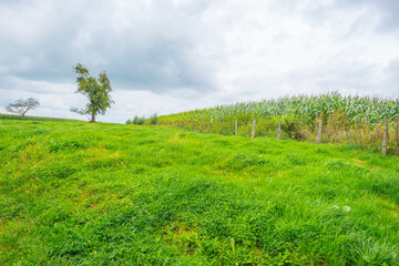 Fields and trees in a green hilly grassy landscape under a blue sky in sunlight in summer, Voeren, Limburg, Belgium, September, 2021