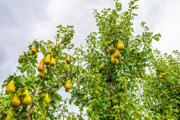 Pear trees in an orchard in a green grassy meadow in bright sunlight in summer, Voeren, Limburg,...