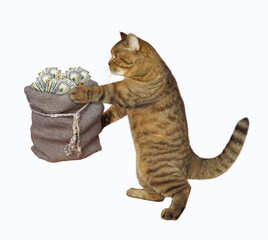 A beige cat is carrying a jute sack of dollars. White background. Isolated.