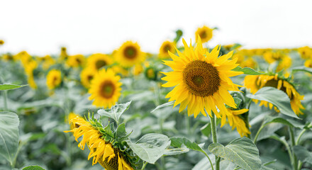 Field with growing young sunflowers