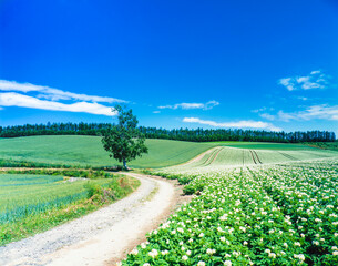 北海道　美瑛町　一本の木と農道と芋の花