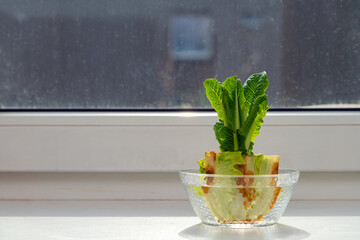 Regrowing chinese cabbage in a glass bowl on a windowsill. Using vegetable scraps to grow organic vegetables at home. - obrazy, fototapety, plakaty